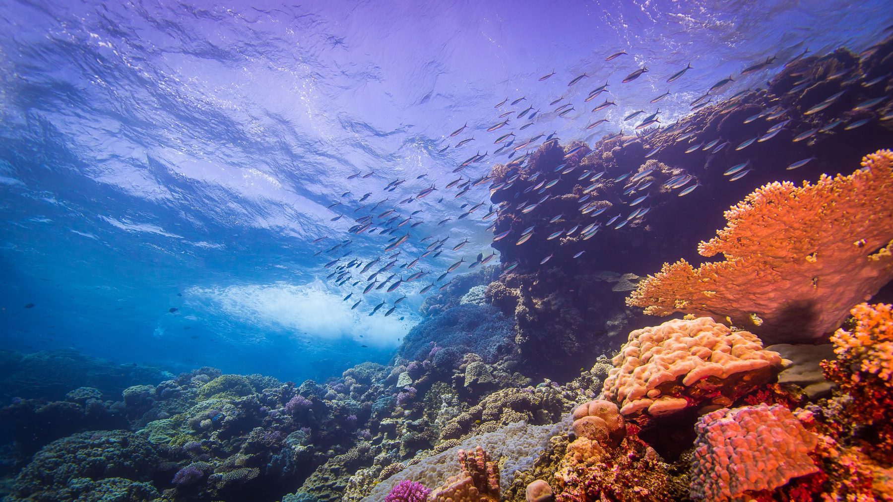 Sunlight through an ocean reef