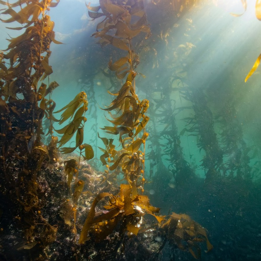 Sunlight filtering through a kelp forest