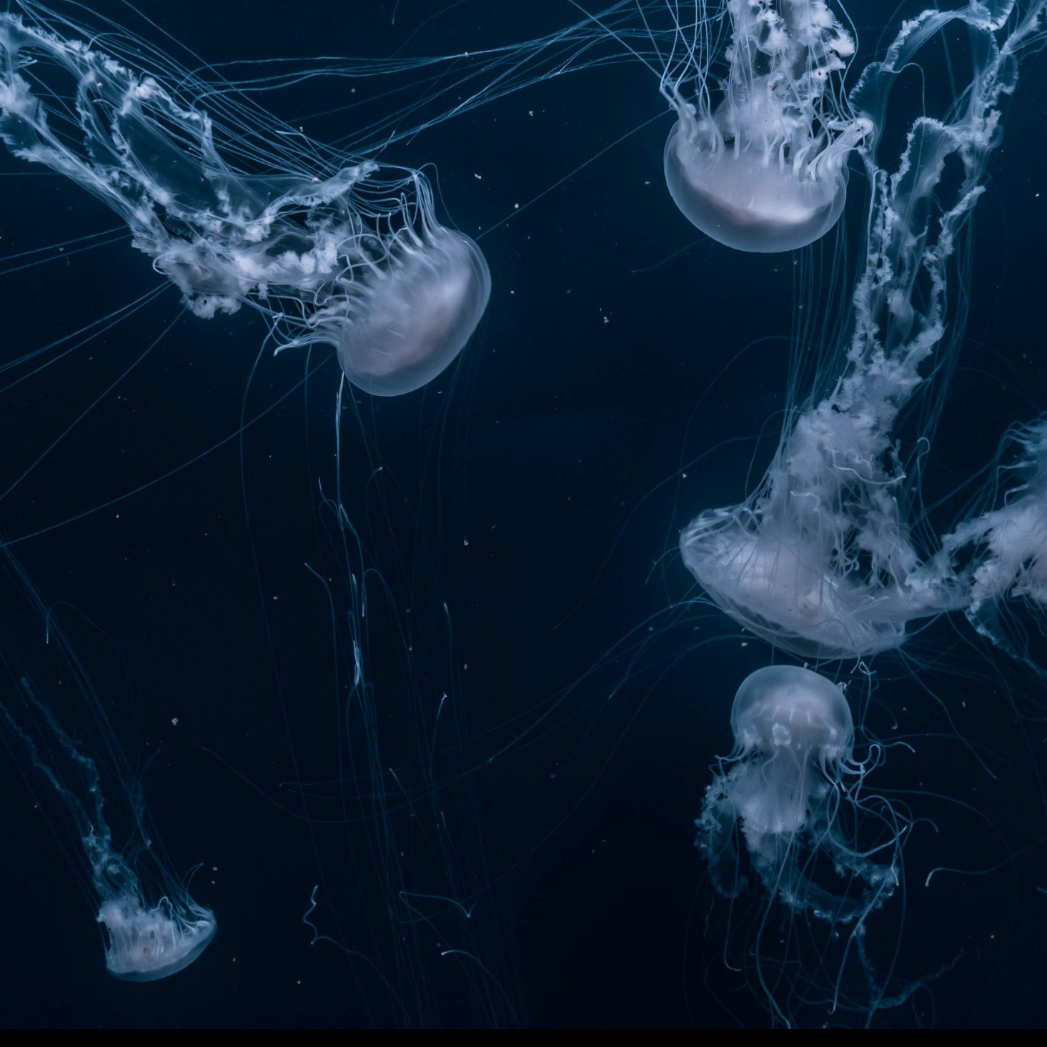 Jellyfish drifting in open water