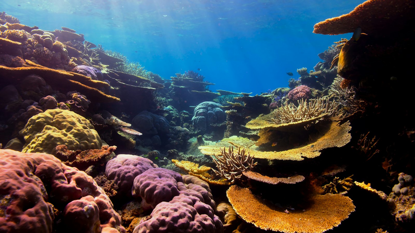 Coral reef