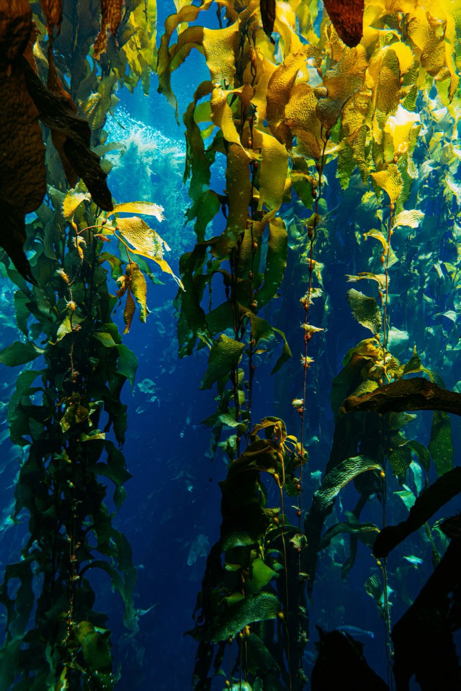 Sunlight filtering through a giant kelp forest
