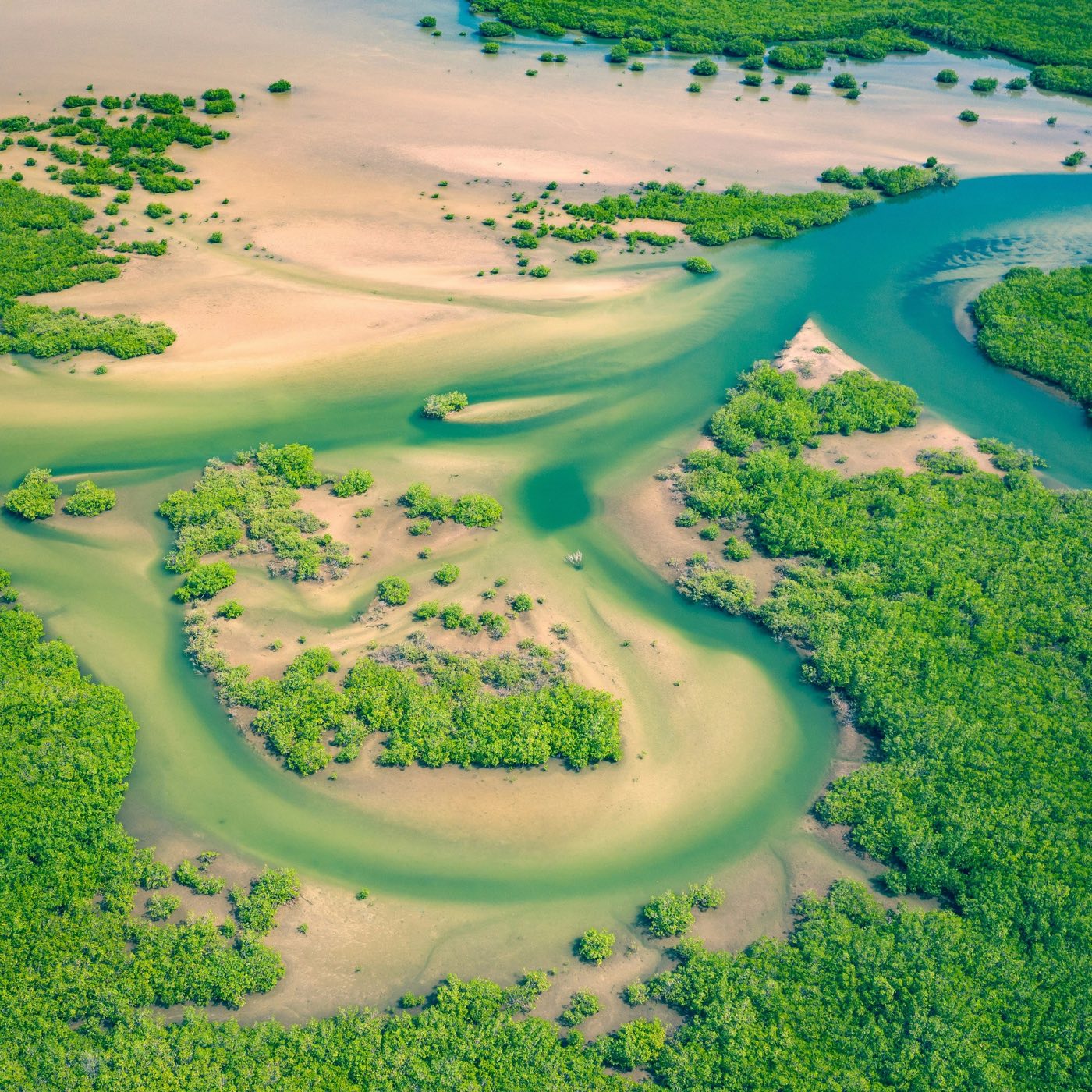 Aerial view of a mangrove-lined tidal channel
