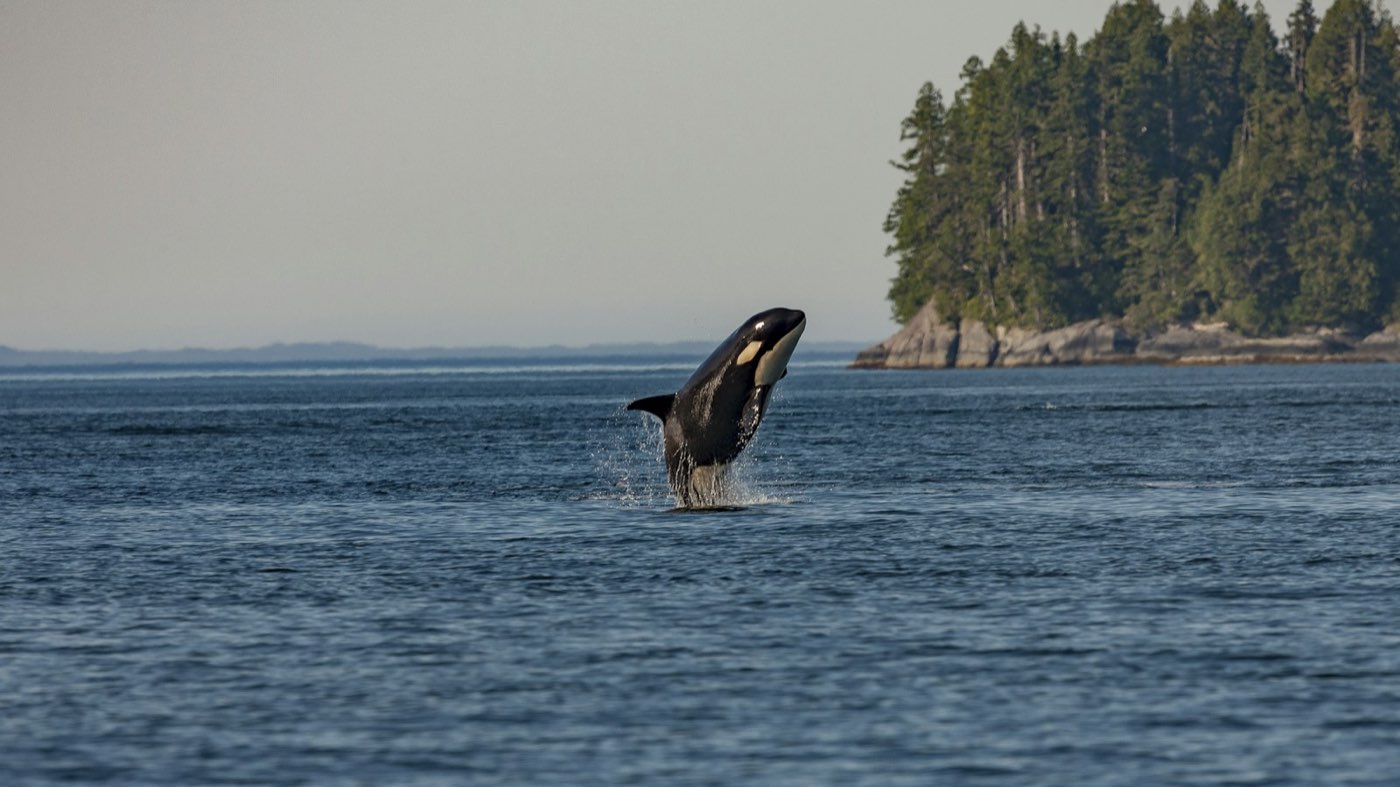 A wild orca breaching near a forested coastline